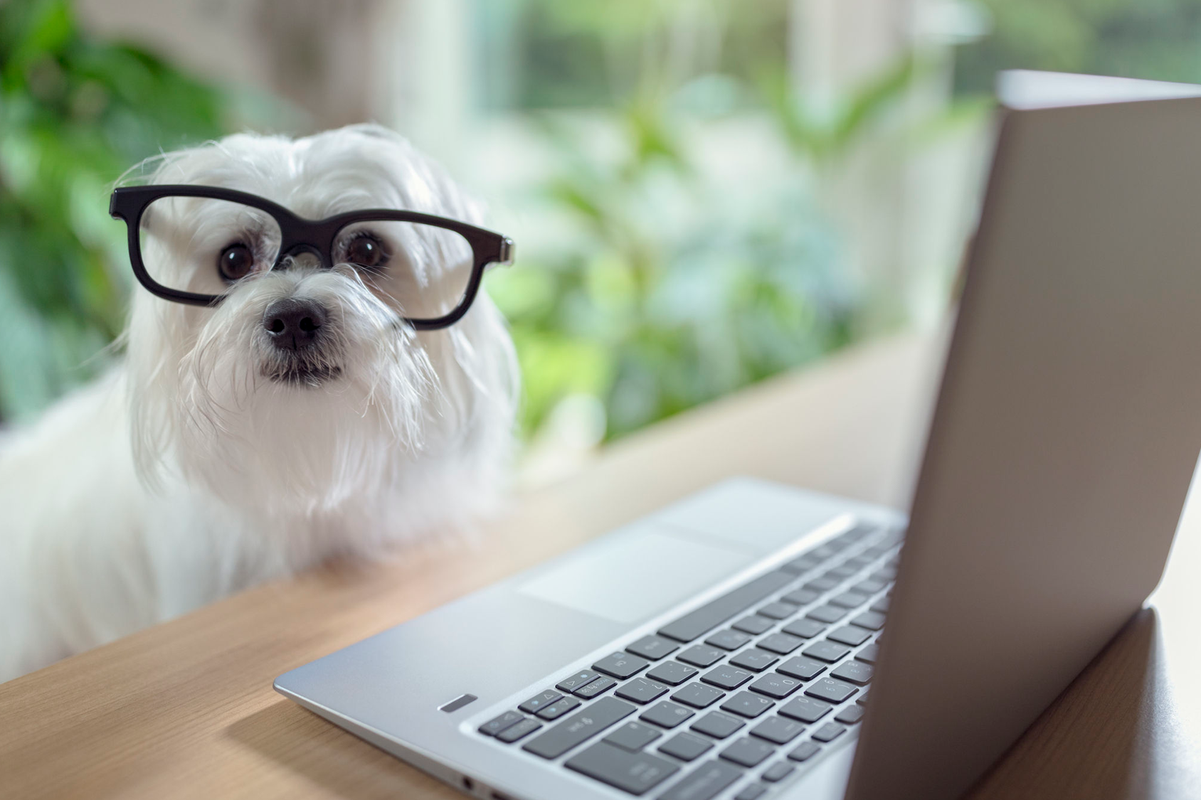 ¿Cómo la tecnología está cambiando la vida de los perros? ¿Cómo la tecnología está cambiando la vida de los perros?
